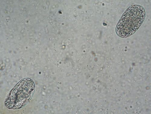 Ancylostoma caninum