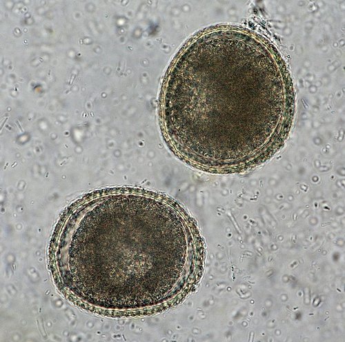 Toxocara canis