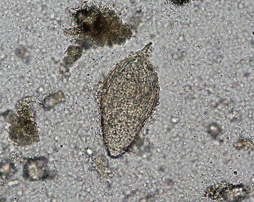 Trematoda