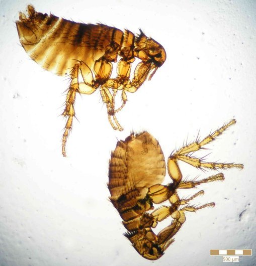 Insecta