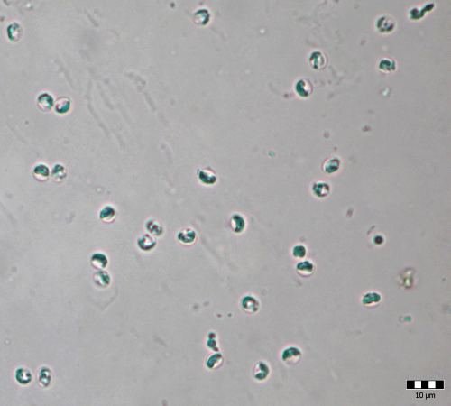 Cryptosporidium parvum