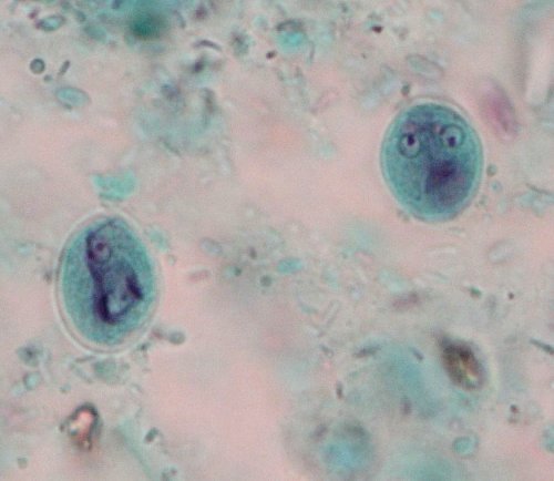 Giardia intestinalis