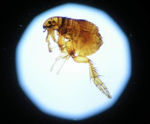 Ctenocephalides felis