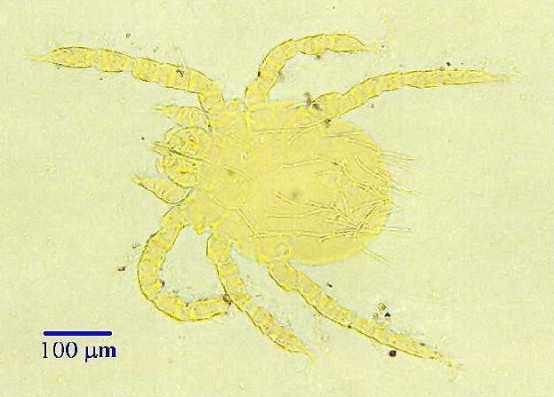 Chelicerata