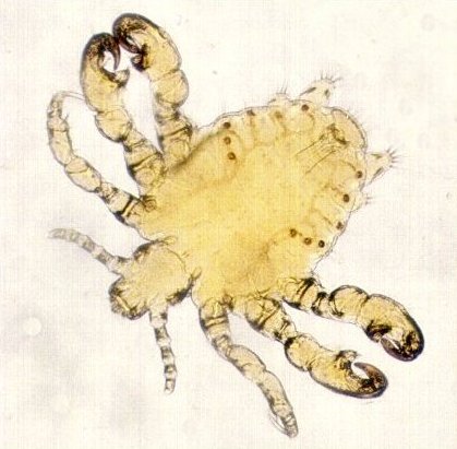 Phthirus pubis