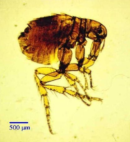 Pulex irritans