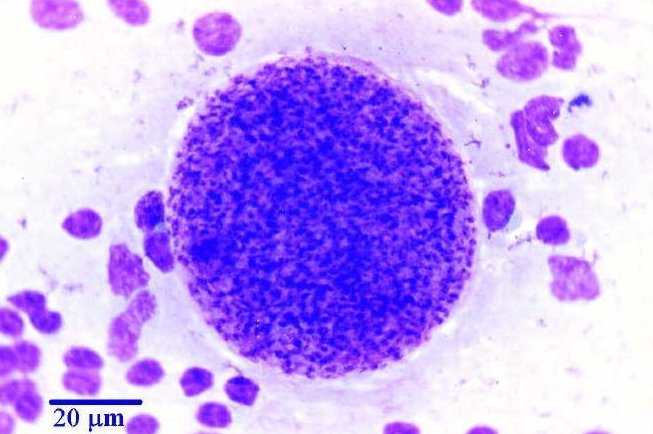 Toxoplasma gondii